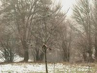 2006:02:01 11:17:00
0,3 megapixels
S: 1/641 sec
A: F/6,3
ISO: 800
